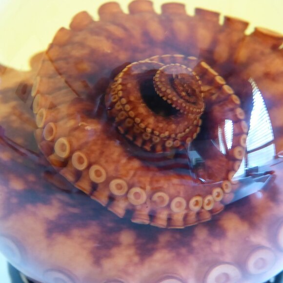 RED TIGER OCTOPUS TENTACLE GLASS GLOBE WET SPECIMEN PROFESSIONAL TAXIDERMY - Picture 6 of 11